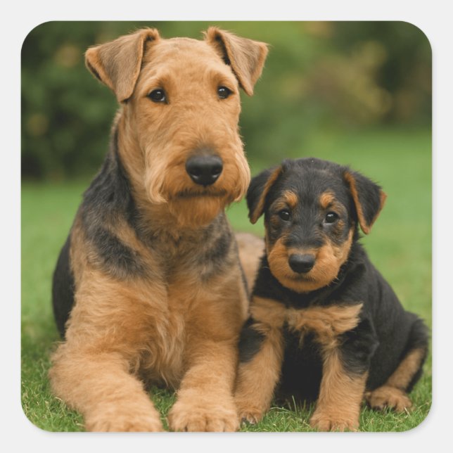 Sticker Carré Airedale Terrier Avec Chiot (Devant)