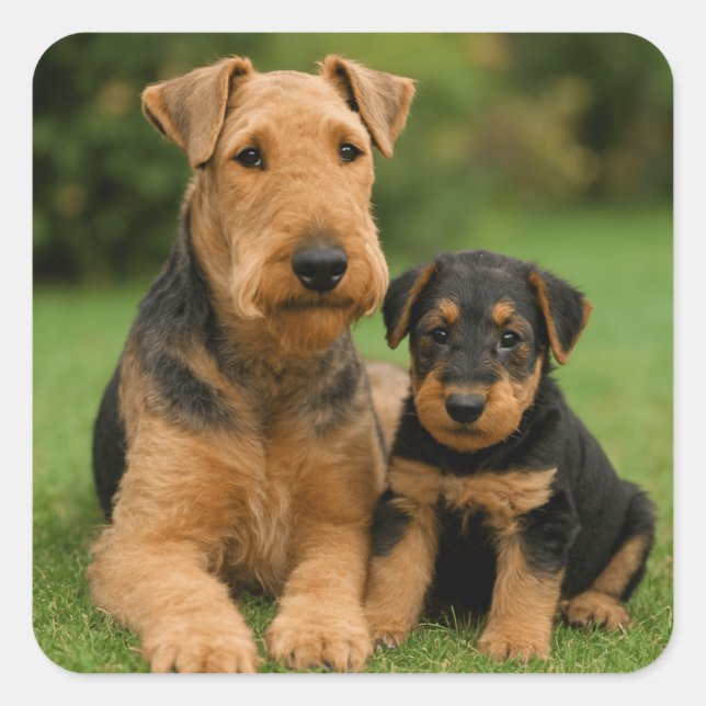 Sticker Carré Airedale Terrier Avec Chiot (Devant)