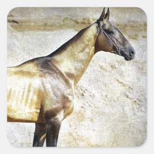 Sticker Carré Akhal-teke