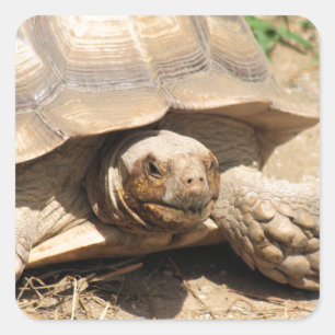 Sticker Carré Ala Aldabra