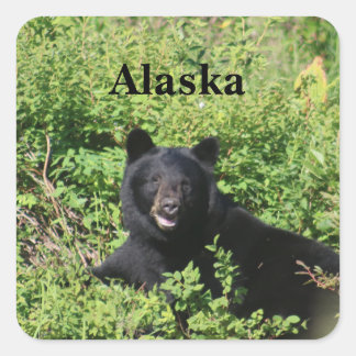 Sticker Carré Alaska - Ours noir dans les buissons de baies
