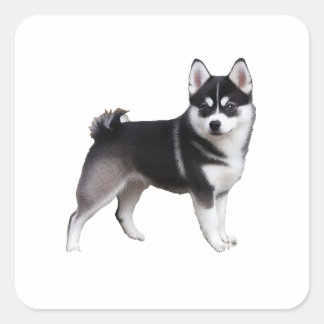 Sticker Carré Alaskan Klee Kai