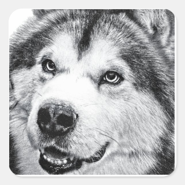 STICKER CARRÉ ALASKAN MALAMUTE (Devant)