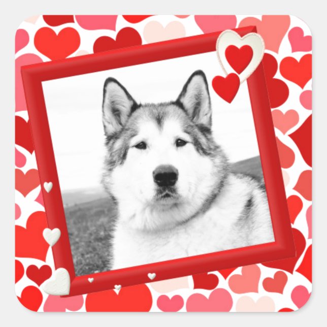 Sticker Carré Alaskan Malamute Chien Valentines Coeur (Devant)