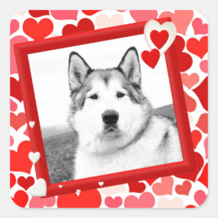 Sticker Carré Alaskan Malamute Chien Valentines Coeur