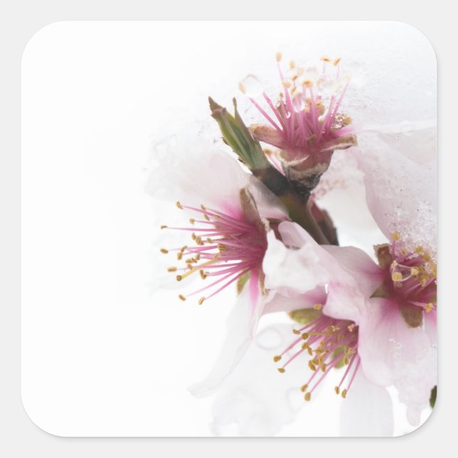 Sticker Carré Almond tree flowers covered by snow (Devant)