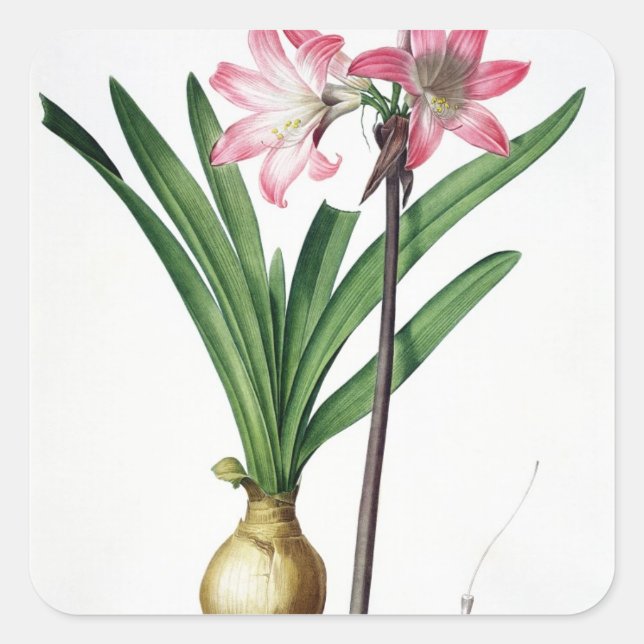 Sticker Carré Amaryllis Belladonna, de 'Les Liliacées', engrave (Devant)