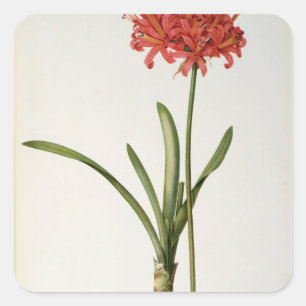 Sticker Carré Amaryllis Curvifolia, 1809, du ` Les