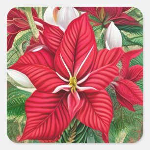 Sticker Carré Amaryllis Poinsettia Hybride AI Art
