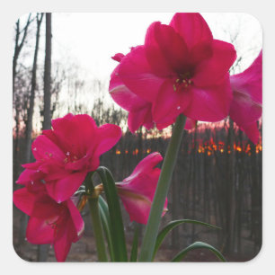 Sticker Carré Amaryllis rouge et lever de soleil hivernal