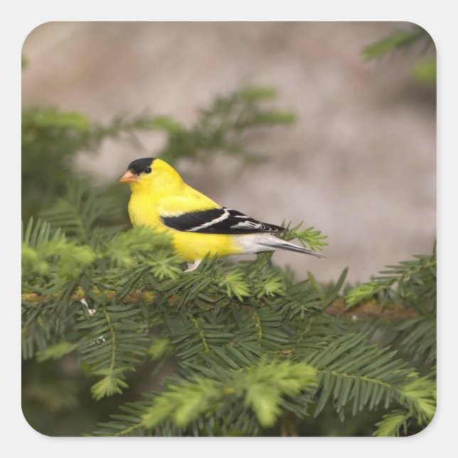 Sticker Carré Américain Goldfinch mâle dans un arbre (Devant)