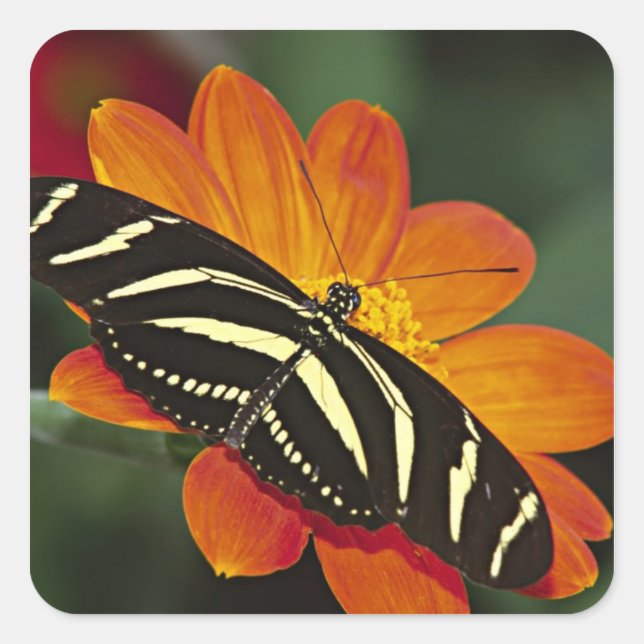 Sticker Carré Amérique centrale, Costa Rica, Selva Verde (Devant)