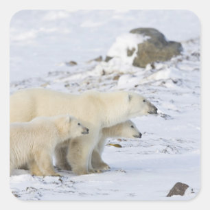 Sticker Carré Amérique du Nord, Canada, Manitoba, Churchill