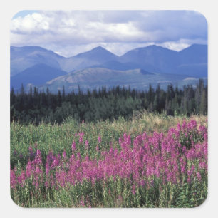 Sticker Carré Amérique du Nord, Canada, Yukon. Épilobe en fleurs