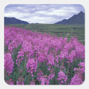 Sticker Carré Amérique du Nord, Canada, Yukon. Épilobe en fleurs