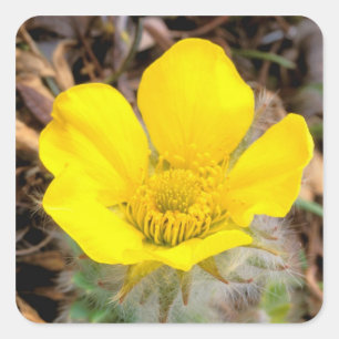 Sticker Carré Amérique du Nord, États-Unis, Alaska, Denali Nat