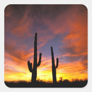 Sticker Carré Amérique du Nord, États-Unis, Arizona, désert de S
