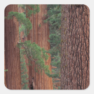 Sticker Carré Amérique du Nord, États-Unis, Californie, Parc nat