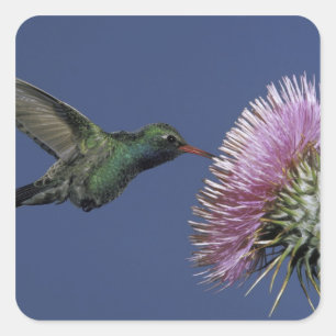 Sticker Carré Amérique du Nord, USA, Arizona. Facturé à grande é