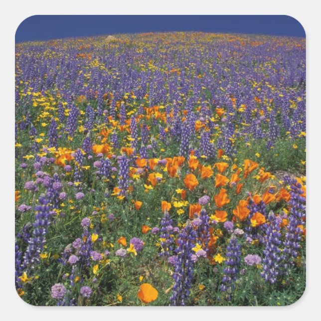 Sticker Carré Amérique du Nord, USA, Californie, Los Angeles 2 (Devant)