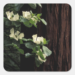 Sticker Carré Amérique du Nord, USA, Californie, Yosemite 2