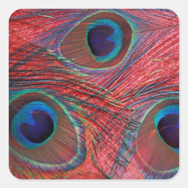 Sticker Carré Amérique du Nord, USA, WA, Redmond, Peacock (Devant)