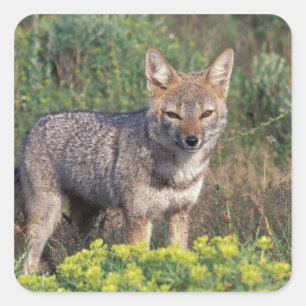 Sticker Carré Amérique du Sud, Chili, Torres del Paine NP,