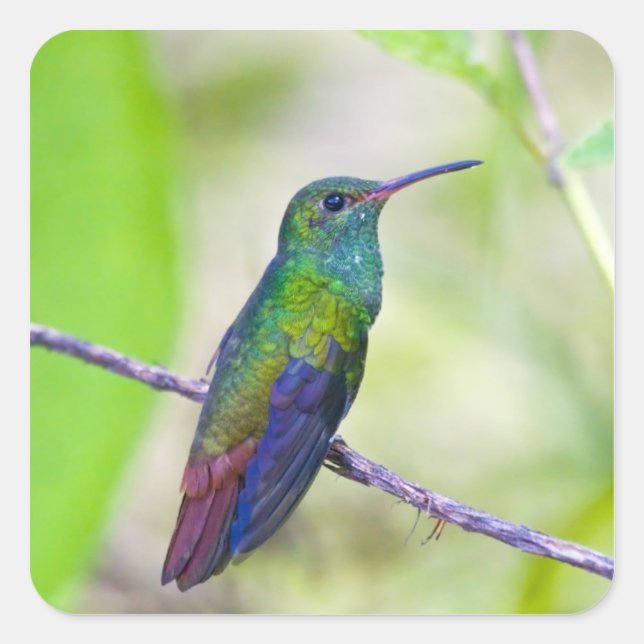 Sticker Carré Amérique du Sud, Costa Rica, Sarapiqui, La Selva (Devant)