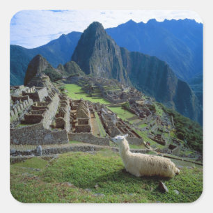 Sticker Carré Amérique du Sud, Pérou. Un lama se repose sur une