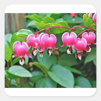 Sticker Carré Amour du coeur