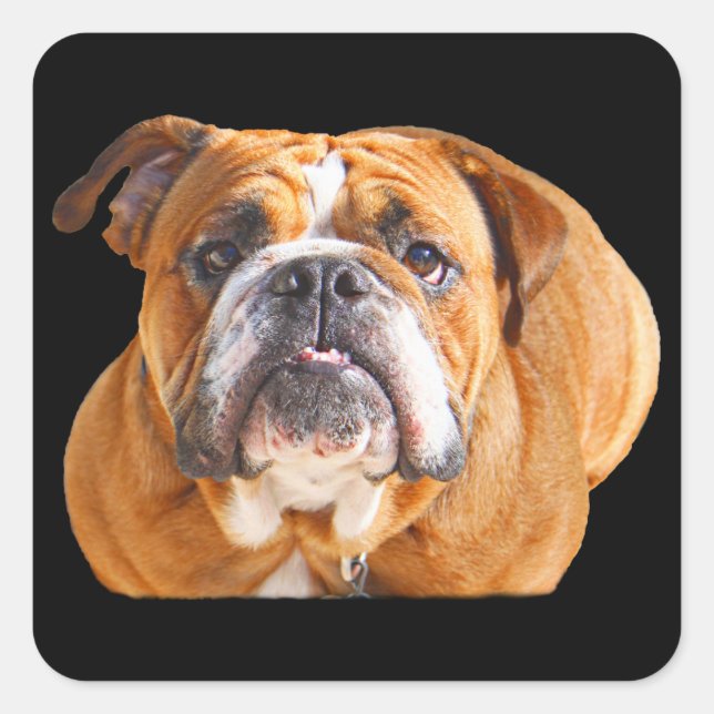 Sticker Carré Amour Français Bulldog Chien visage - Mascotte Bro (Devant)