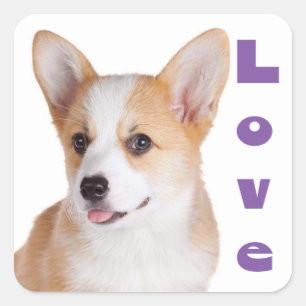 Sticker Carré Amour pour le Corgi Pembroke Chien Chiot Amoureux 