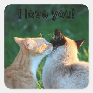 Sticker Carré Amoureux de les chats de baiser de chat