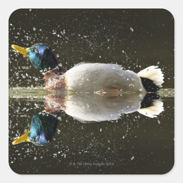 Sticker Carré (Anas platyrhyncus), secouer l'eau après (Devant)