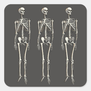 Sticker Carré Anatomie du squelette humain dessin de style comic