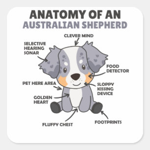 Sticker Carré Anatomie D'Un Berger Australien Chiens Doux