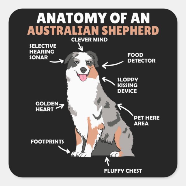 Sticker Carré Anatomie D'Un Berger Australien Chiens Doux (Devant)