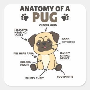 Sticker Carré Anatomie D'Un Carlin Chiens Doux Chiens Drôle Chio