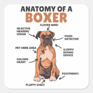 Sticker Carré Anatomie D'Un Chien Doux Boxer Chien Chien Chien C