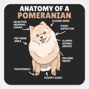 Sticker Carré Anatomie D'Un Chien Poméranien Maigre Chien Chien