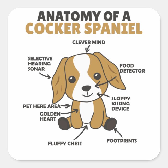 Sticker Carré Anatomie D'Un Cocker Spaniel Cute Chiens Chiot (Devant)