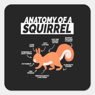 Sticker Carré Anatomie D'Un Écureuil