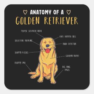 Sticker Carré Anatomie d'un Golden Retriever Drôle cadeau