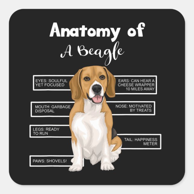 Sticker Carré Anatomy Of A Beagle Funny Dog Lovers (Devant)