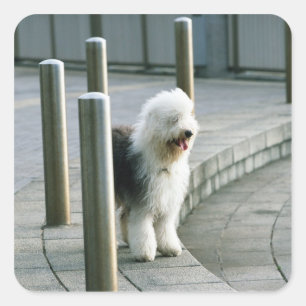 Sticker Carré Ancien chien de mouton anglais 2