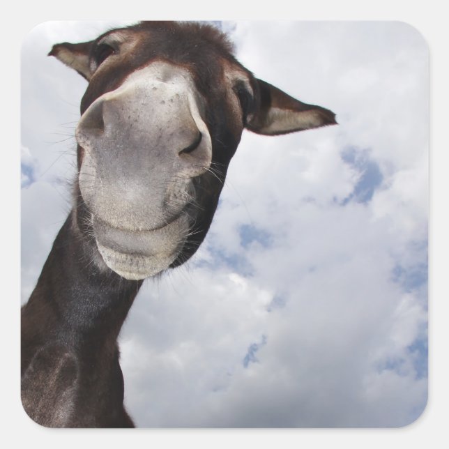 Sticker Carré Âne lucide (Devant)