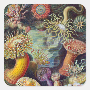 Sticker Carré Anémone de mer Nature scientifique Océan