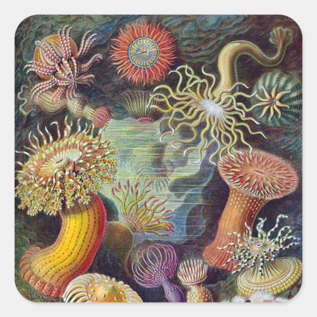 Sticker Carré Anémone marine vintage de Haeckel (Devant)