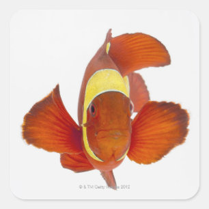 Sticker Carré anemonefish d'Épine-joue (biaculeatus de Premnas)