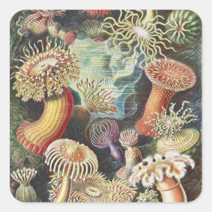 Sticker Carré Anémones de mer de Haeckel Collage d'art de vie na